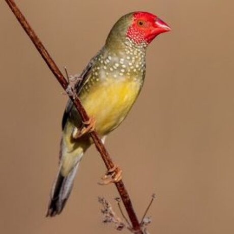 Παραδείσιο Star Finch