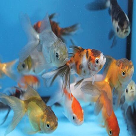 Χρυσόψαρα Oranda Fantail Μιξ 4-5cm