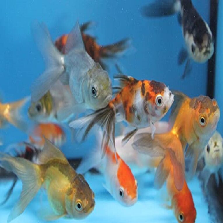 ΧΡΥΣΟΨΑΡΑ ΟΡΑΝΤΑ ΜΙΞ 3CM