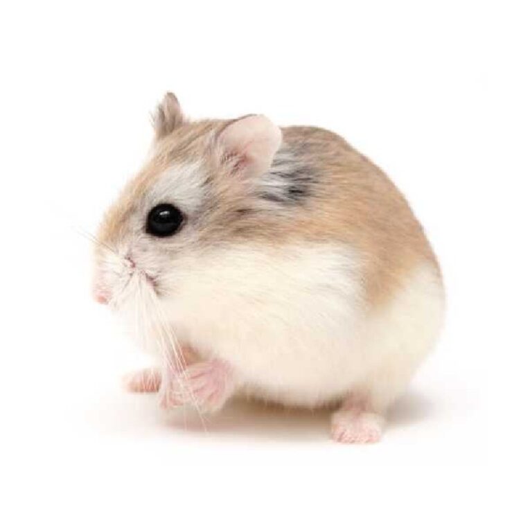 Χάμστερ μίνι Roborovski