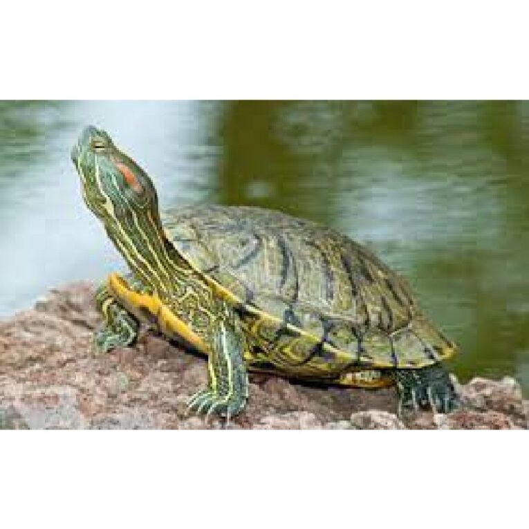 Χελώνα νερού