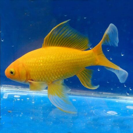 Χρυσόψαρο Κίτρινο Yellow Comet 5-7cm