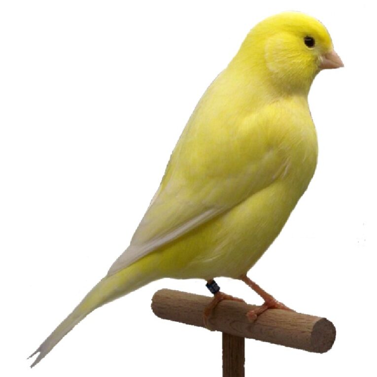 καναρινι κιτρινο