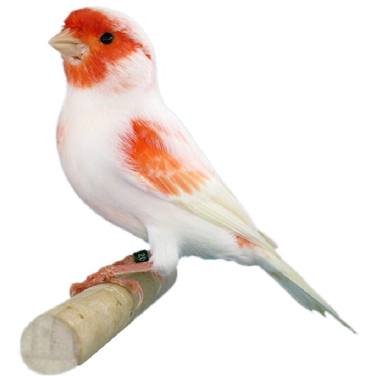 μοζαικ κοκκινο