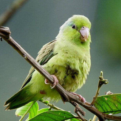 Pacific Parrotlet Πράσινα