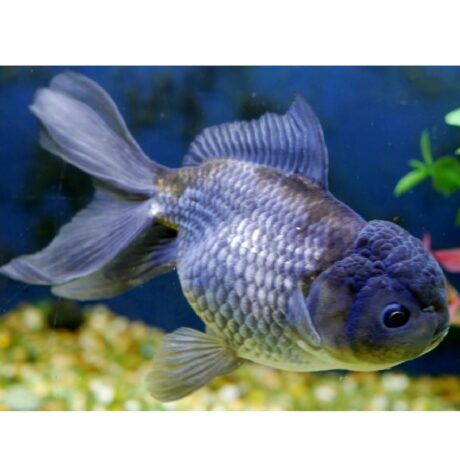 Χρυσόψαρο Blue Oranda