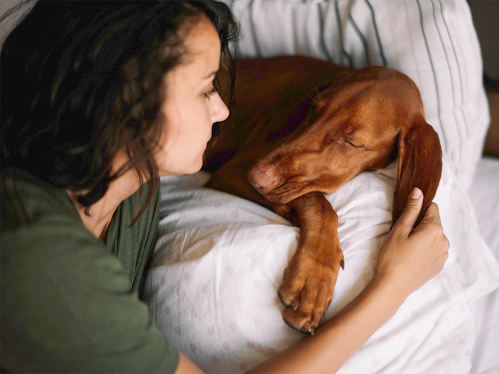 2024 11 15 Should I Wake Up My Dog If He S Having A Bad Dream