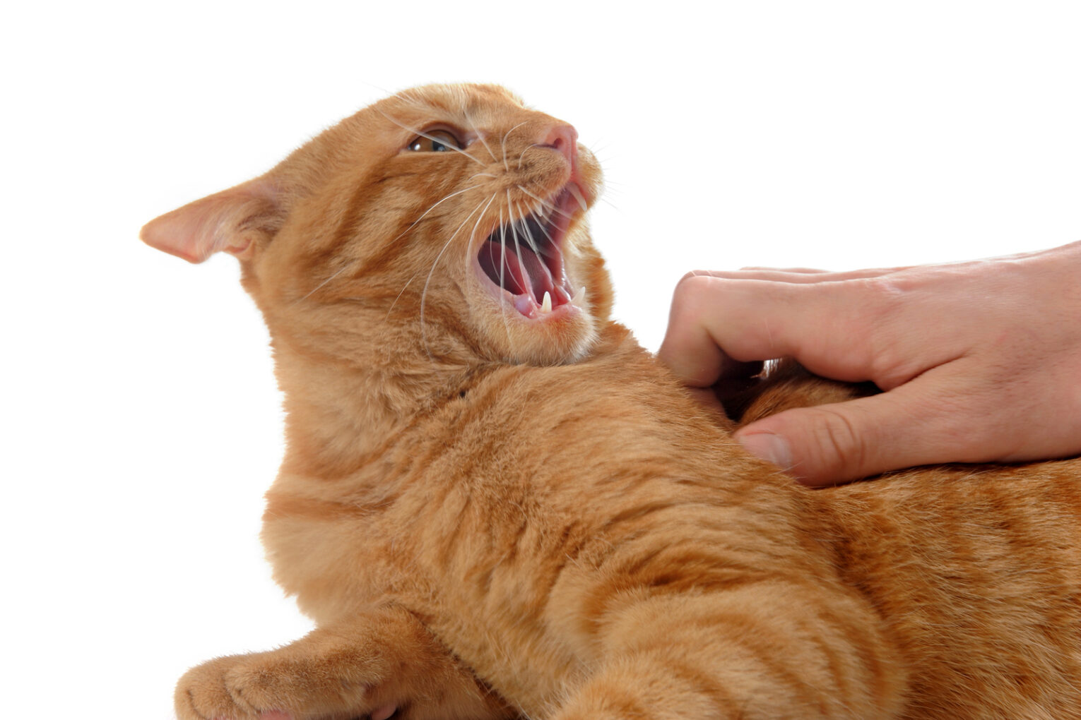 Aggressive Cat