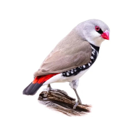 Διαμαντόσπινος (diamond firetail) Ασημένιος
