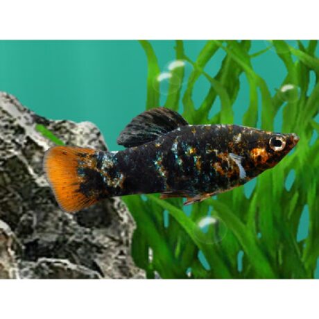 Orange Tail Marble Molly 4-5Cm