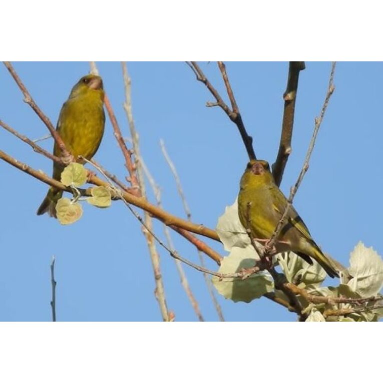 PETHELLAS_ΦΛΩΡΟΙ ΑΧΑΤΕΣ ΙΖΑΜΠΕΛ