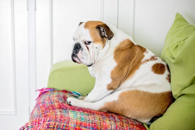 A Bored English Bulldog Puppy At Home Gettyimages 864865462 Ksedit Ft