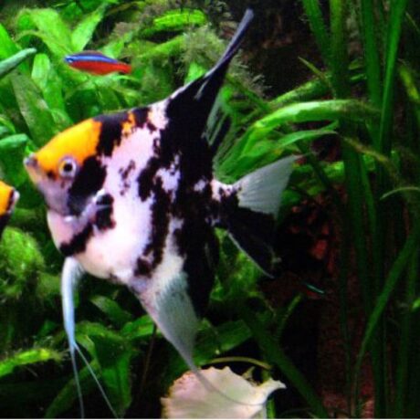 Σκαλάρια Blusing Panda Yellow Head Large