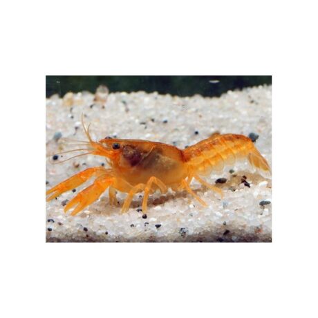 Camparellus Pantzuarensis