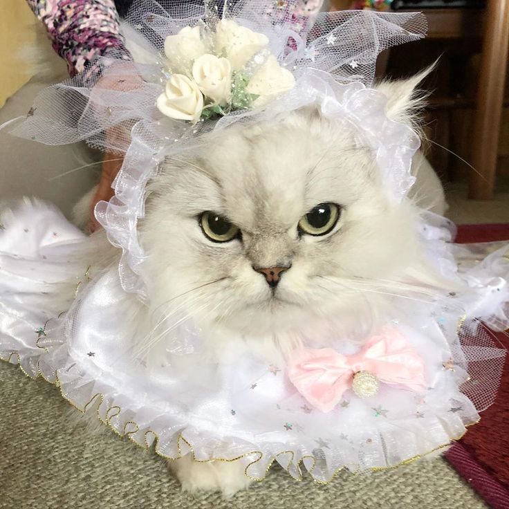 E947E2Bfaff8Da751Fdf9467B6E86C43