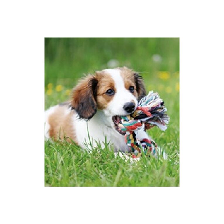 pethellas_(1)3270 paixndi dental