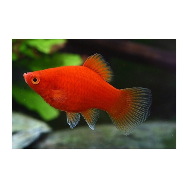 platy-red-35-4cm