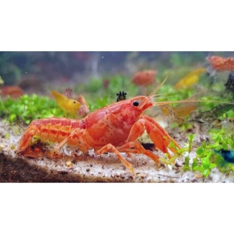 Αστακός Mexican Dwarf Orange