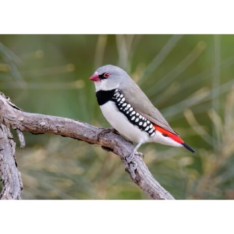 Διαμαντόσπινος με κόκκινη ουρά (diamond firetail)