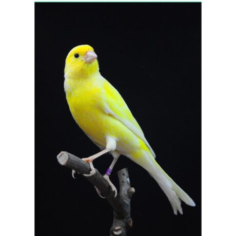 Καναρίνια Κίτρινα Απλά