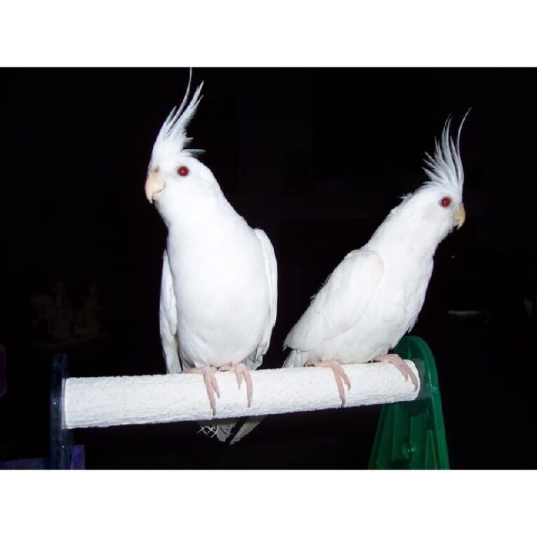 Κοκατίλ albino