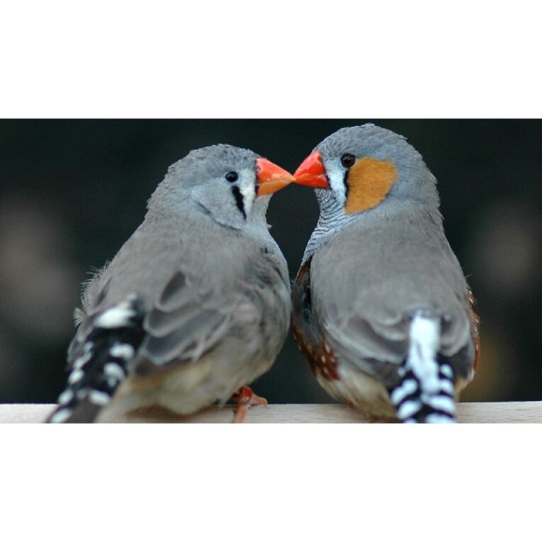 ΠΑΡΑΔΕΙΣΙΑ