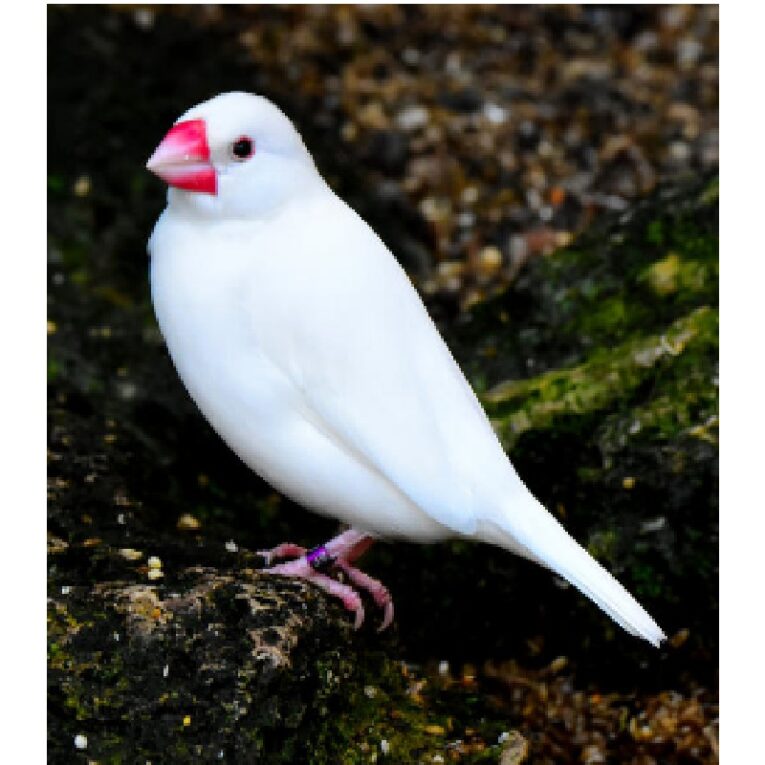 ΠΙΓΚΟΥΙΝΟΣ