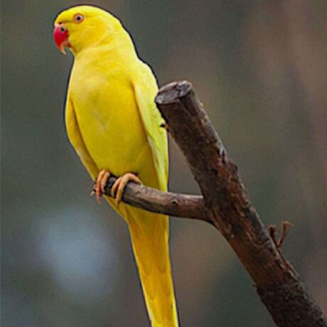 Παπαγάλος Ringneck Κίτρινος