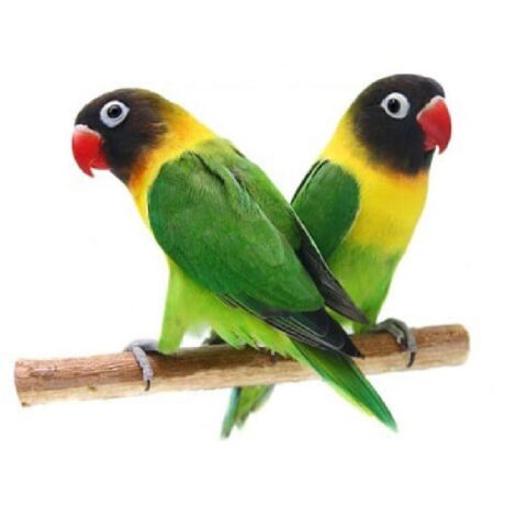 Παπαγαλάκια Love Birds Black Masked