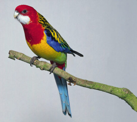 Ροζέλες Eastern red