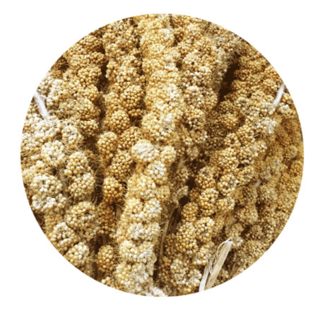 Elevage Millet Sprays Κεχρί για Πτηνά 15kg