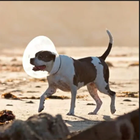 Check Κολλάρο Ελισσάβετ 15cm