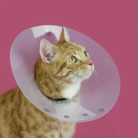 Saf-T-Shield Κολλάρο Ελισσάβετ Slim 20cm