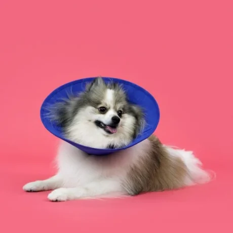 Soft Κολλάρο Ελισσάβετ Large 20cm