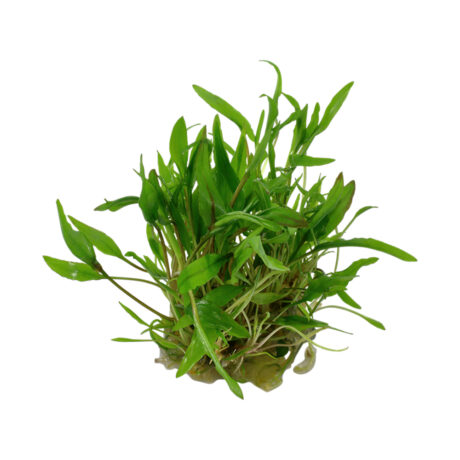 Cryptocoryne Wendtii Green