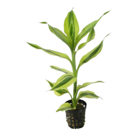W.Dracena