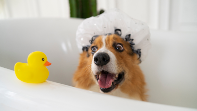 At Home Bath Time Tips For Your Furry Friend