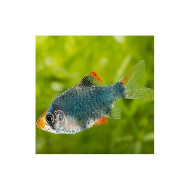 Green Tiger Barb (Puntius tetrazona) 2.5-3cm-PETHELLAS