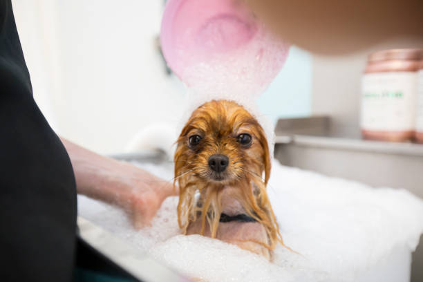 How To Give Your Dog A Bath