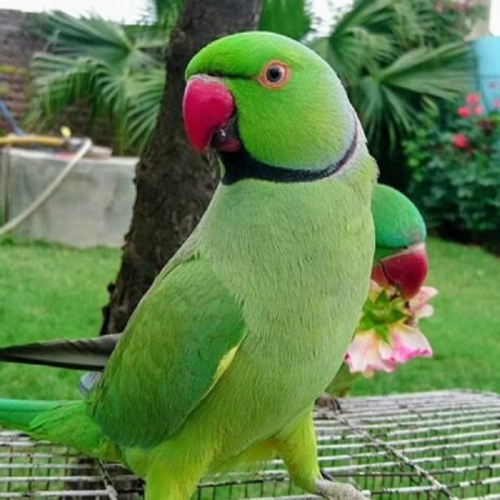 Παπαγάλος Ringneck Πράσινο