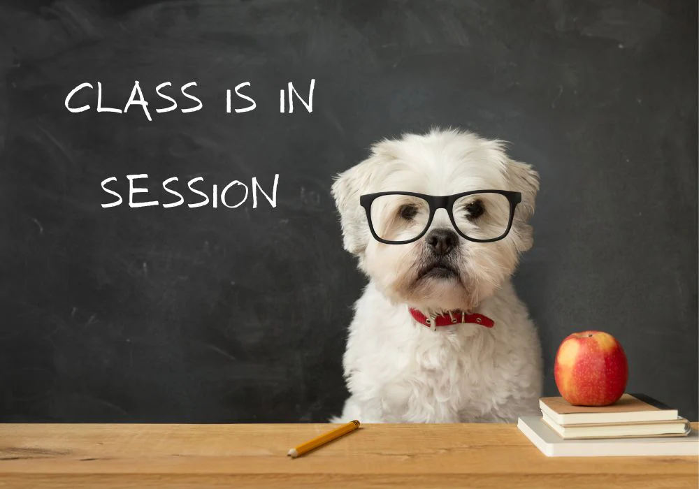 White Dog Witrh Glasses In Front Of Blackboard Blog 2022.07.14 9Df02Cb8 179B 4F80 Ab4C 0Ffee3592C28
