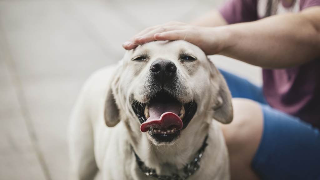 Article Why Is My Dog Barking