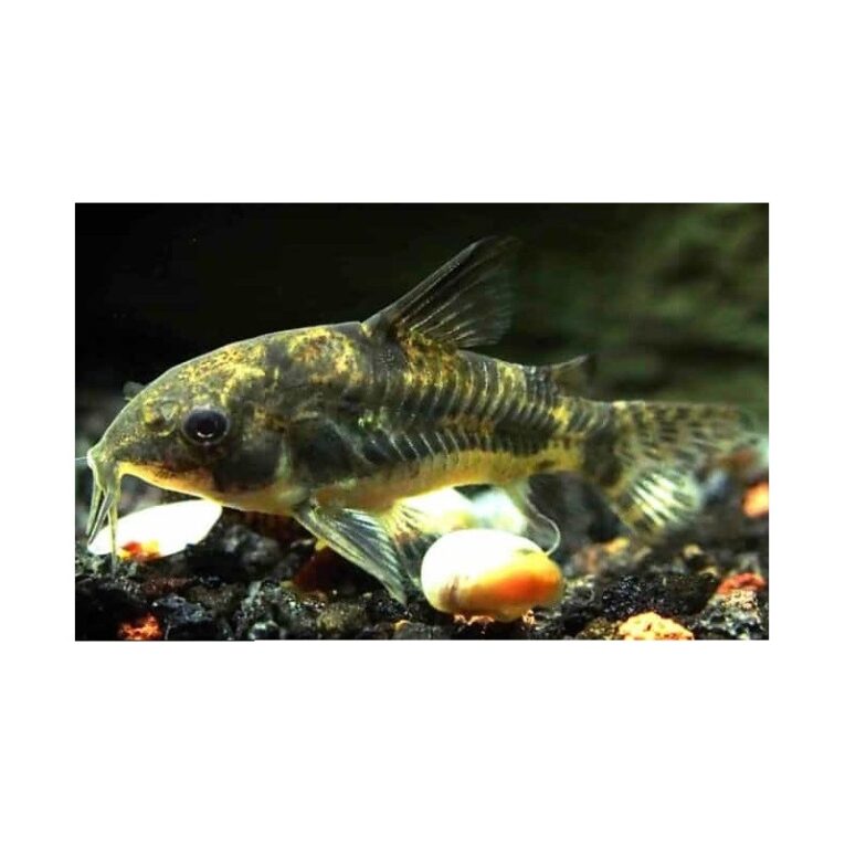 corydoras-pepper-3cm