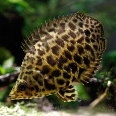 Gourami LEOPARD Ctenopoma Acutirostre