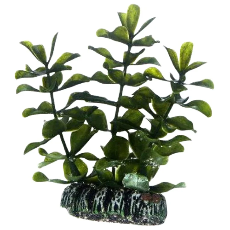 diakosmitiko-fyto-enydreioy-hobby-bacopa-13cm-pethellas.gr-1000x1000