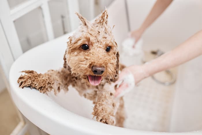 Dog In Bath Adobestock 853567900 002