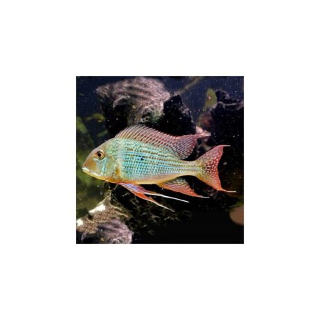 Geophagus Surinamensis 6-6.5cm