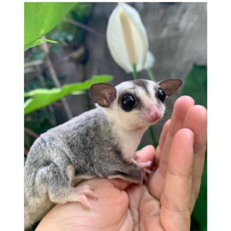 Σκιουράκια Sugar Glider White Faced