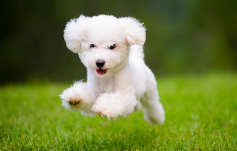 Signs Of A Healthy Dog 470X300 1