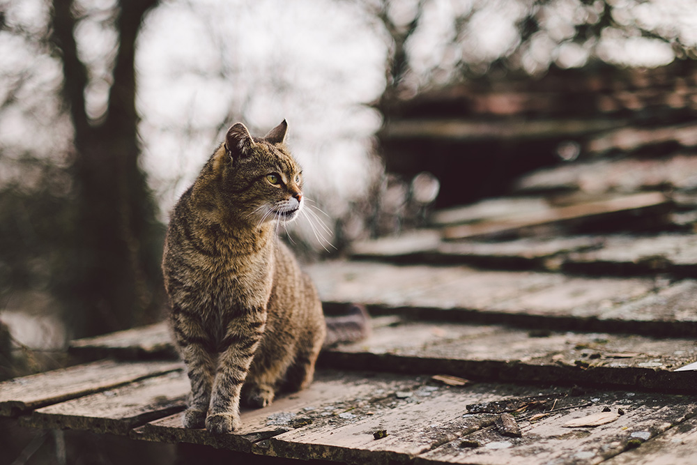 Tips For Bringing An Outdoor Cat Indoors For Winter